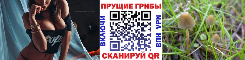 Галлюциногенные грибы прущие грибы Кировград